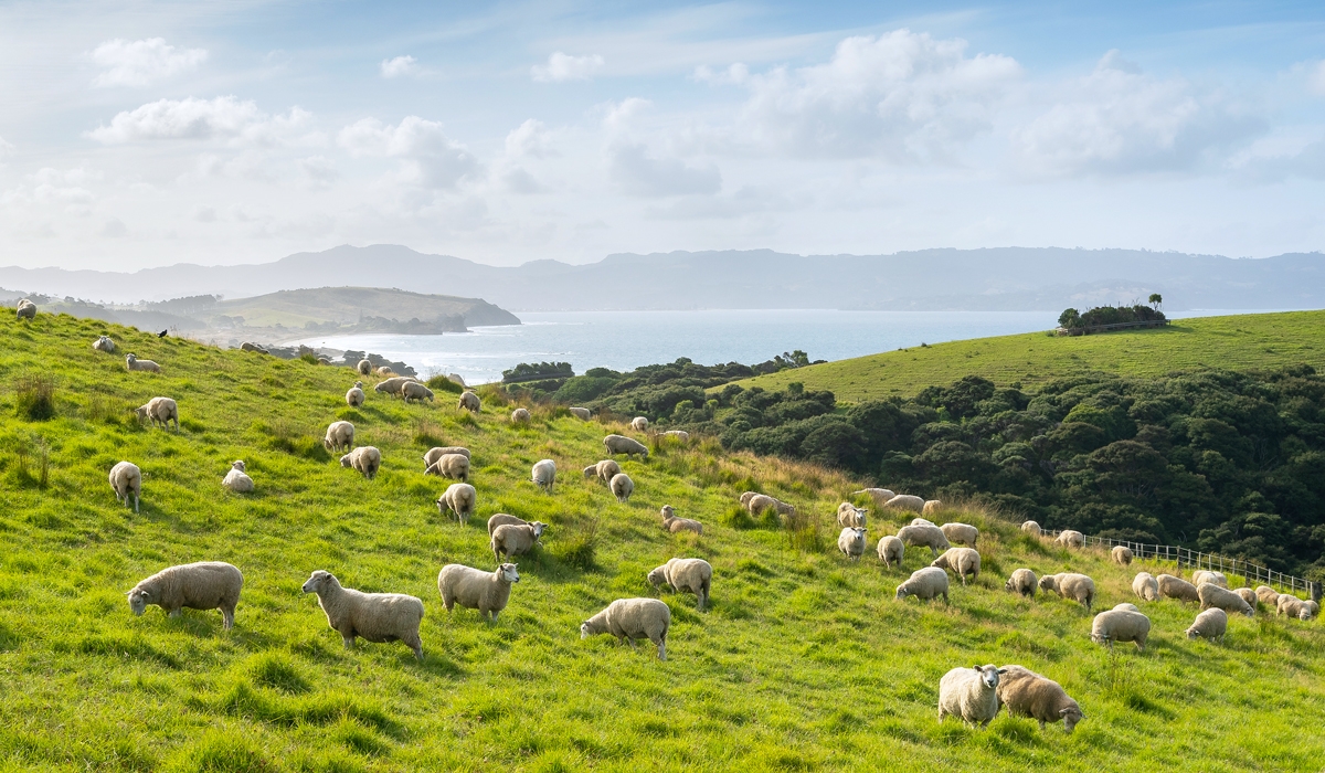 Places With More Animals Than Humans